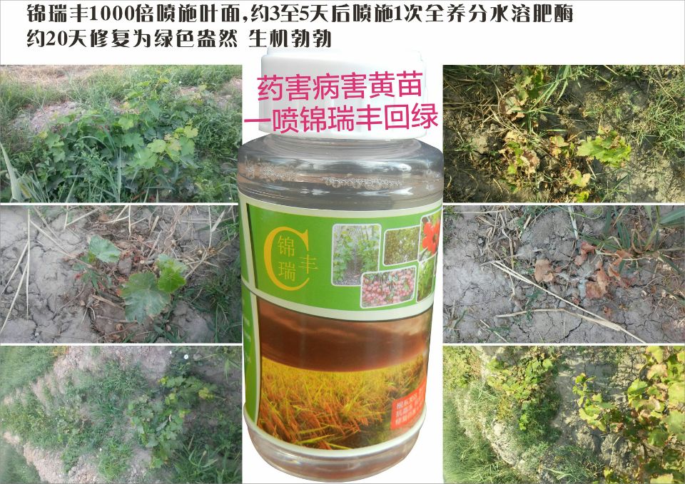 锦瑞丰酶肥-含氨基酸水溶肥酶